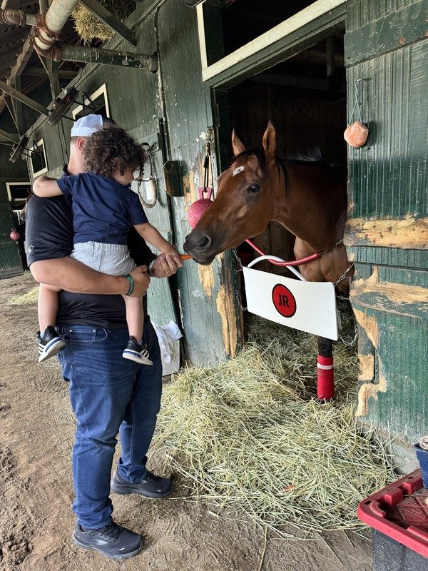 horse transportation